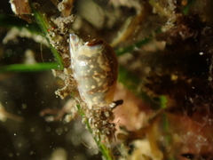 Gibberula miliaria