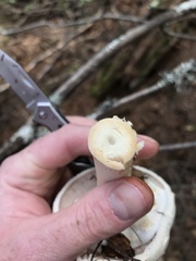 Agaricus albolutescens