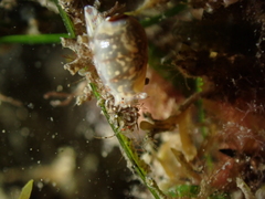 Gibberula miliaria