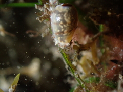 Gibberula miliaria