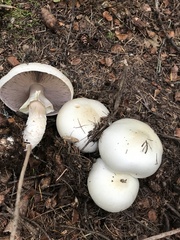 Agaricus albolutescens