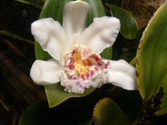 Sobralia crispissima