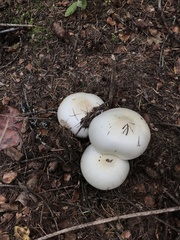 Agaricus albolutescens
