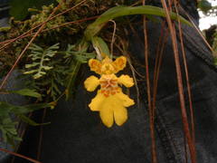 Erycina