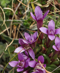 Gentianella columnae