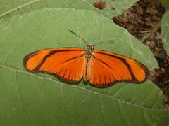 Eueides aliphera gracilis