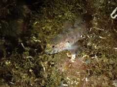 Gobius xanthocephalus