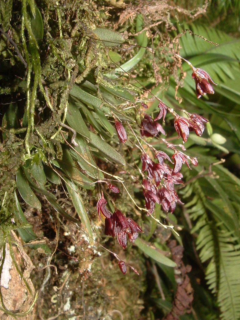 Specklinia alexii