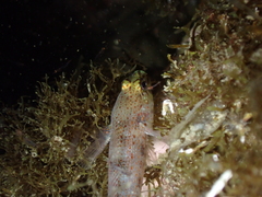 Gobius xanthocephalus