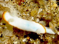 Goniobranchus albonares