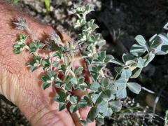 Indigofera mauritanica