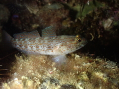 Gobius xanthocephalus