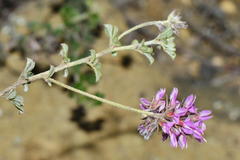 Indigofera mauritanica