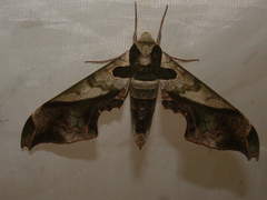 Adhemarius dariensis