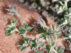 Indigofera mauritanica