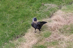 Corvus monedula