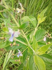 Rotheca myricoides