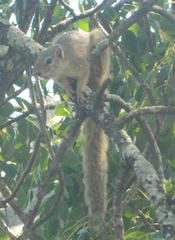 Paraxerus cepapi cepapi