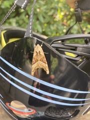 Phlogophora meticulosa