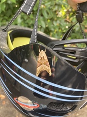 Phlogophora meticulosa