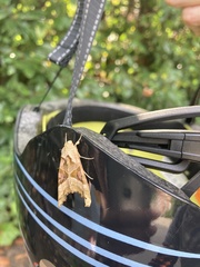 Phlogophora meticulosa