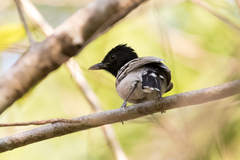 Thamnophilus melanonotus