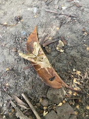 Phlogophora meticulosa