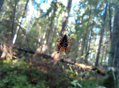 Araneus diadematus