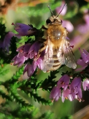 Andrena fuscipes