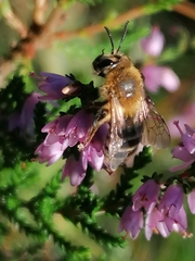 Andrena fuscipes