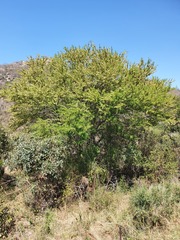 Vachellia robusta clavigera