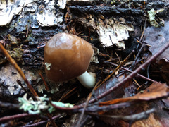Amanita fulva