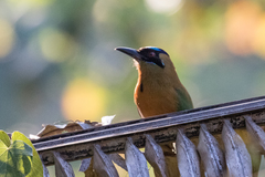 Momotus subrufescens