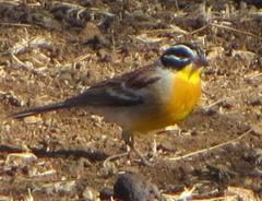 Emberiza flaviventris flaviventris