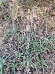 Aloe parvibracteata