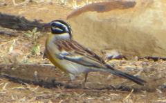 Emberiza flaviventris flaviventris