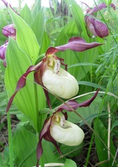 Cypripedium