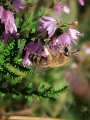 Andrena fuscipes