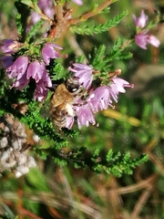Andrena fuscipes