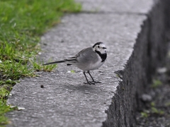 Motacilla alba