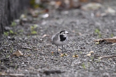 Motacilla alba
