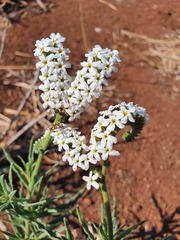 Heliotropium steudneri