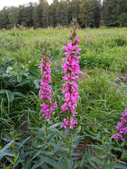 Lythrum salicaria