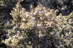 Erica inaequalis