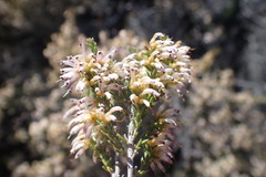 Erica inaequalis
