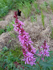 Lythrum salicaria