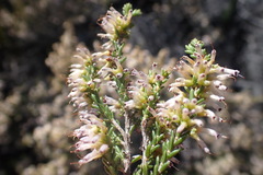 Erica inaequalis