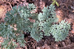 Lomatium roneorum