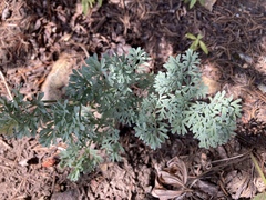 Lomatium roneorum