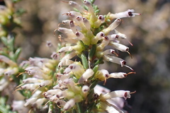 Erica inaequalis